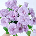 Ilias Rose