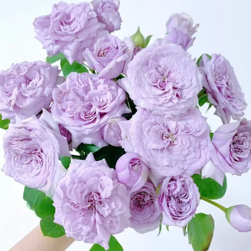 Ilias Rose