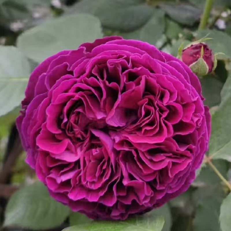 Falstaff Rose