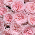Pink O’Hara Rose