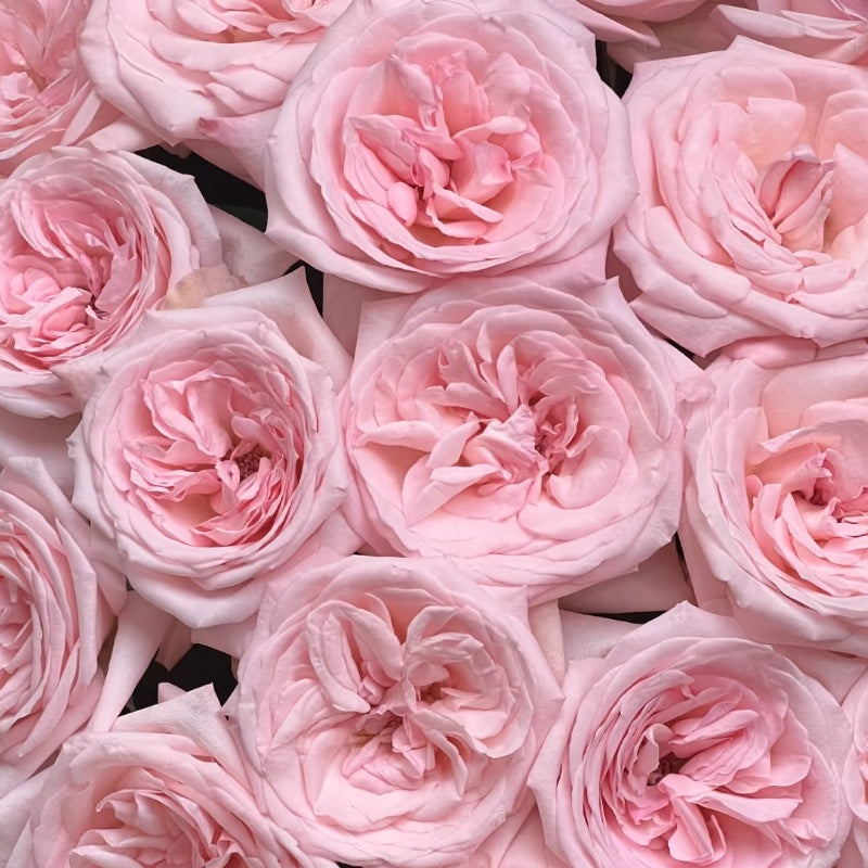 Pink O’Hara Rose