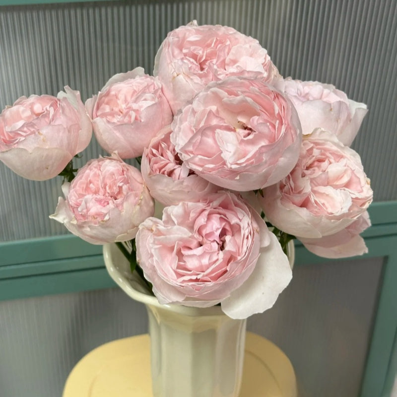 Yves Otome heart Rose