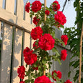 Lushuo Red  Rose