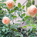 Jude the Obscure Rose