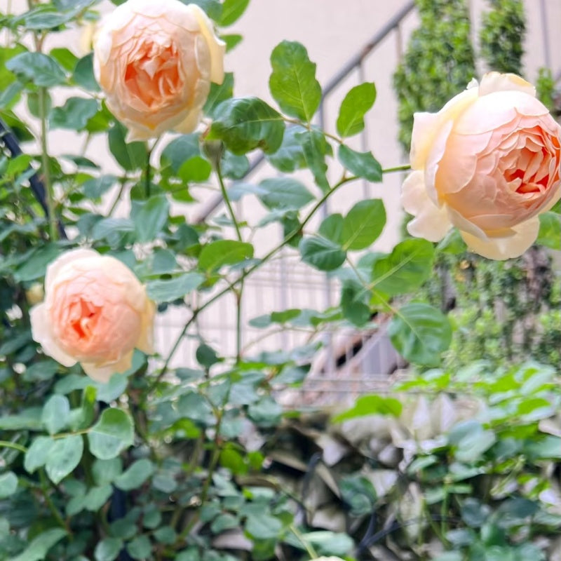 Jude the Obscure Rose