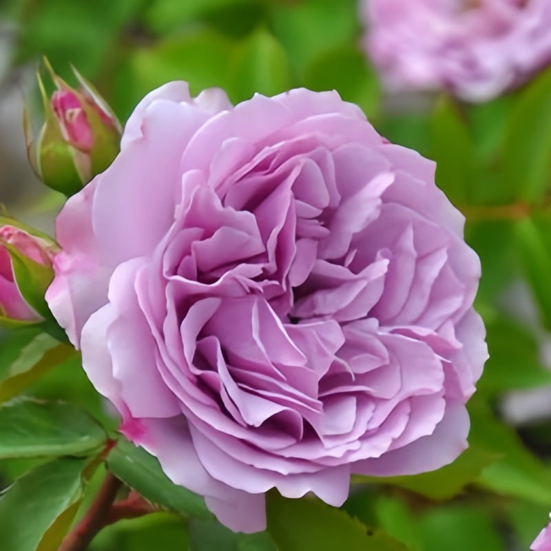 Shadow of the Moon Rose