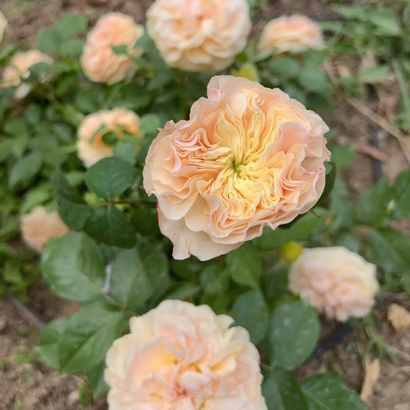 Stanley Abbey Rose