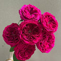 Darcy Rose