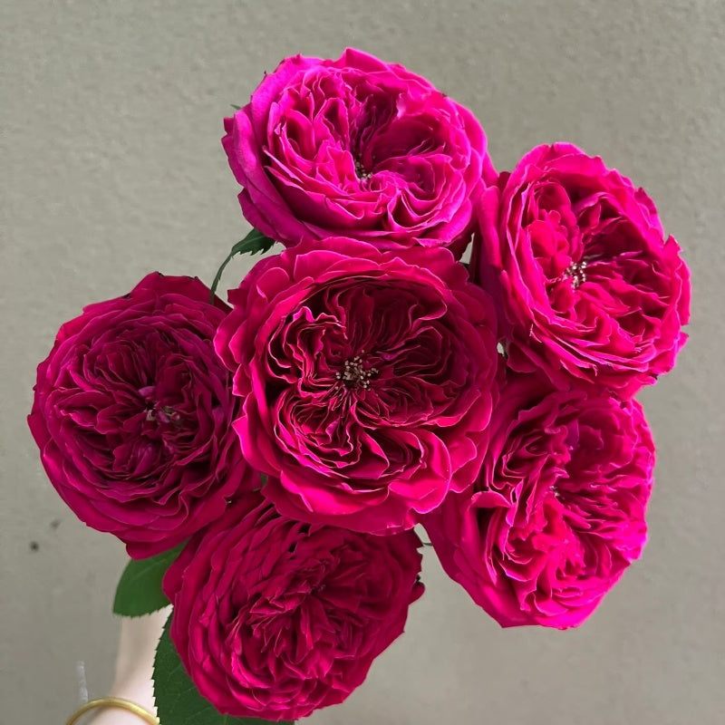 Darcy Rose