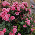Leonardo da Vinci (Pink Leonardo da Vinci) Rose