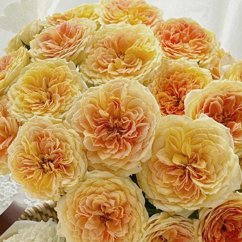 Freelander Rose Caramel Antike Freelander Rose – Elegant Garden Rose – Fast-growing-Plant