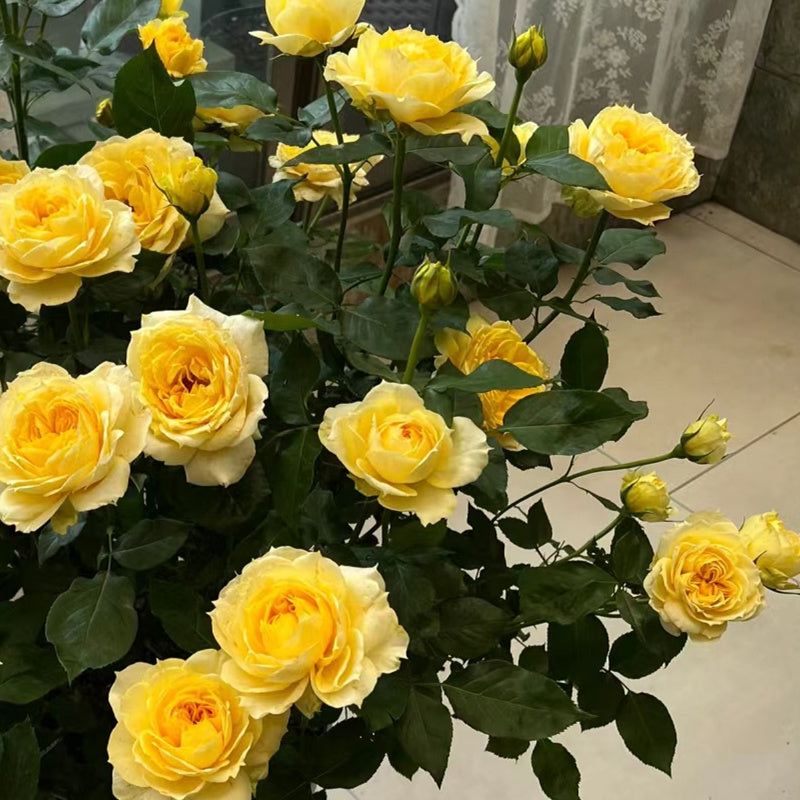 Sunny Antike Rose