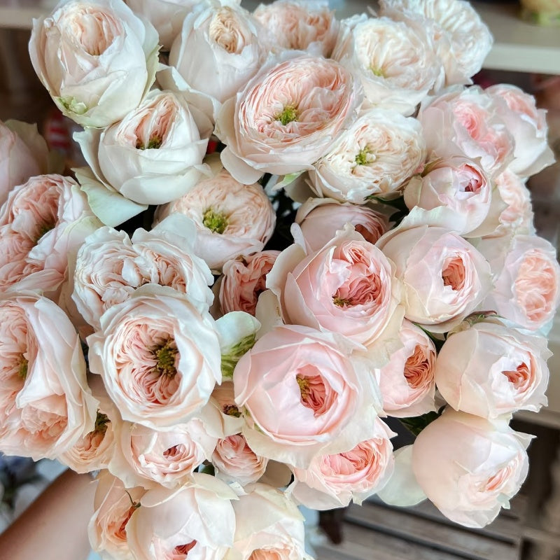 Sweet Diamond Rose