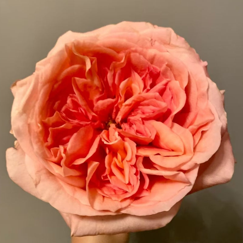Pink Expression Rose