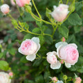 Scepter’d Isle Rose