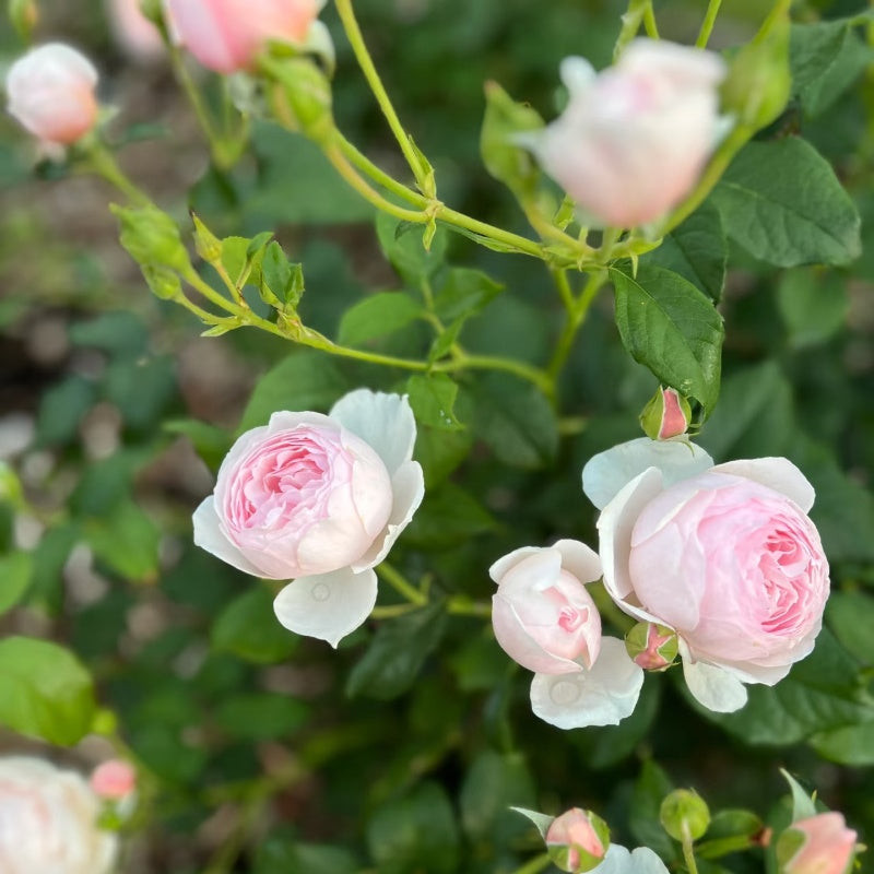 Scepter’d Isle Rose