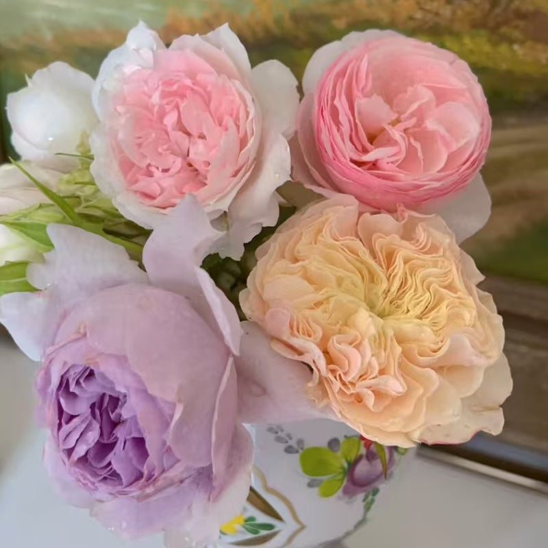 Stanley Abbey Rose