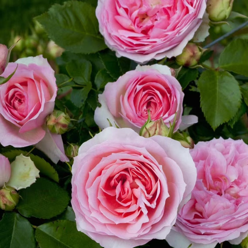 Sophia Romantica Rose