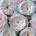 Special Bride Rose