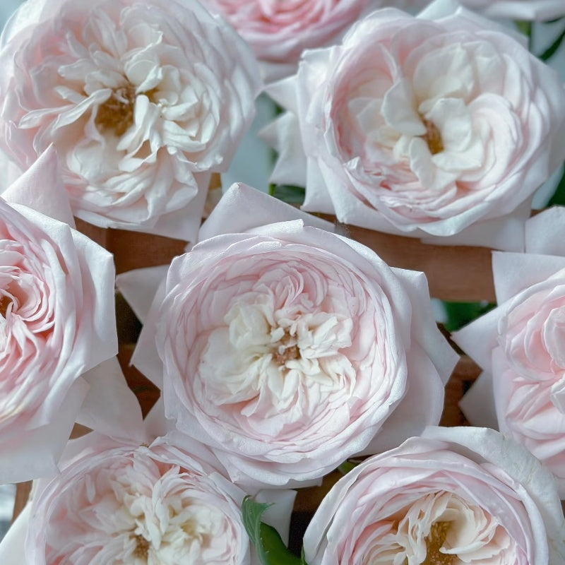 Special Bride Rose