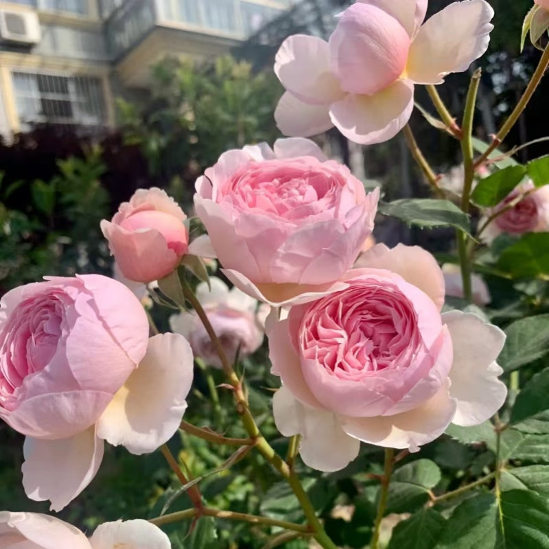 Geoff Hamilton Rose