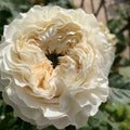 All Four Pure Rose