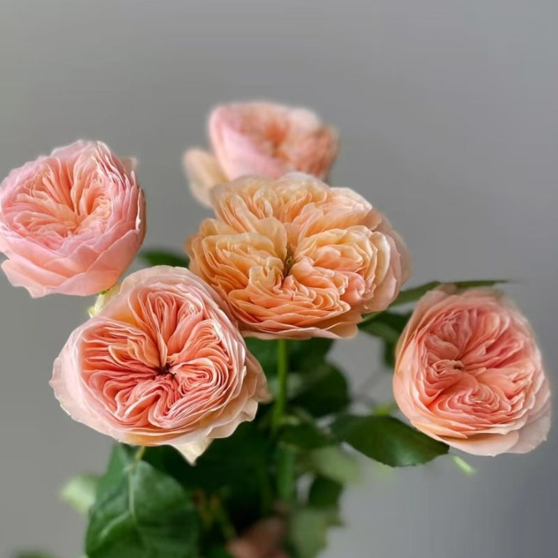Georgina Gardens Rose