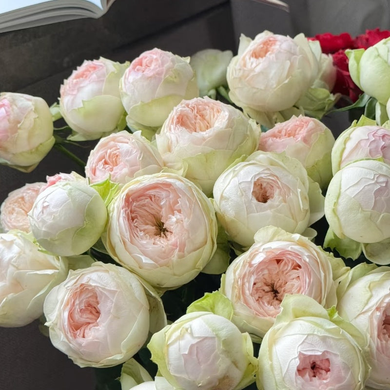 Pinky Pie Rose