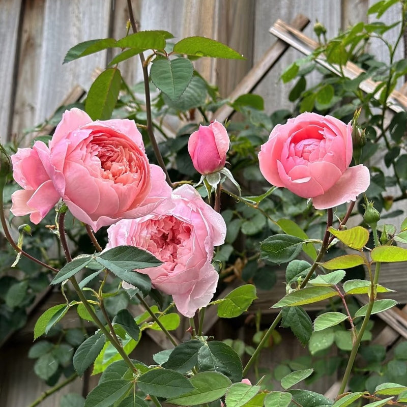 The Alnwick Rose