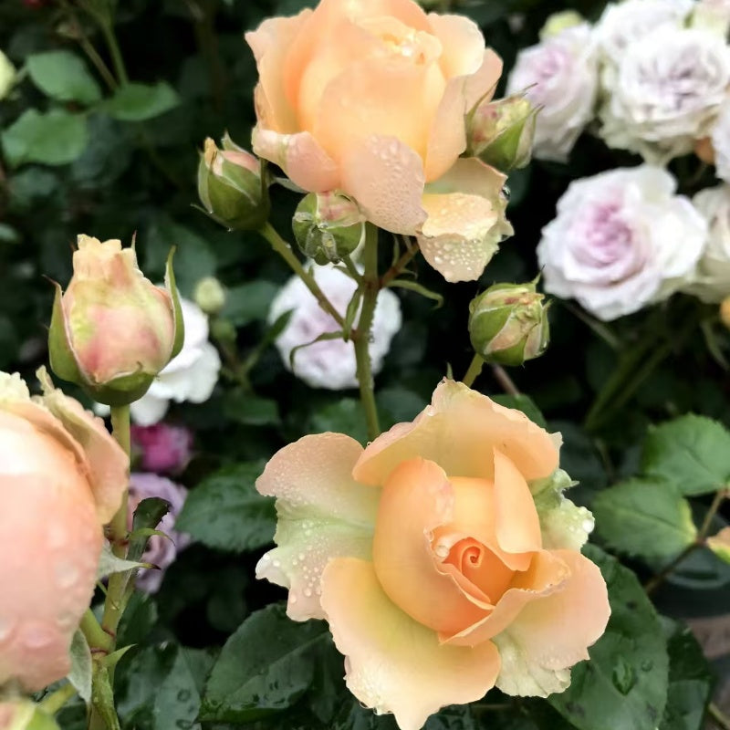Jupiter king Terrazza Rose