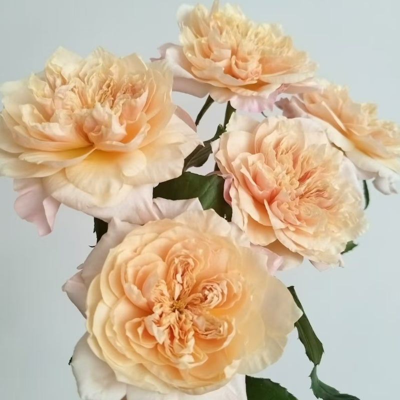 Issei Rose