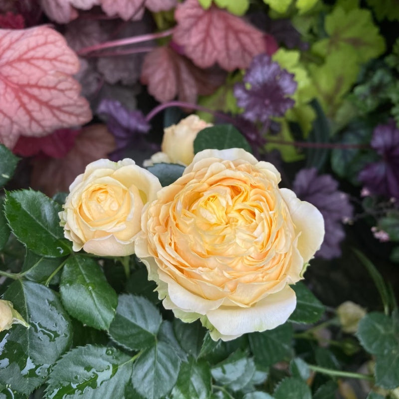Jupiter king Terrazza Rose