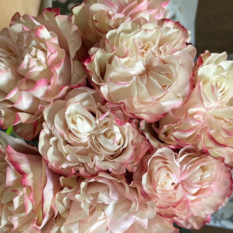 Country Candy Rose