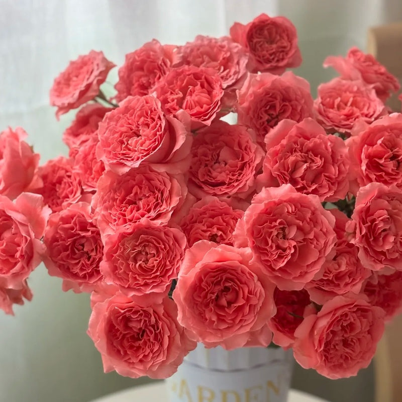CorAll gelee Rose