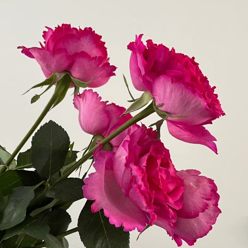 Yves Piaget Rose