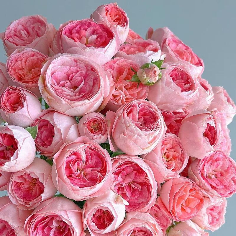 Nova King Terrazza Rose