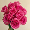 Candy Avalanche Rose
