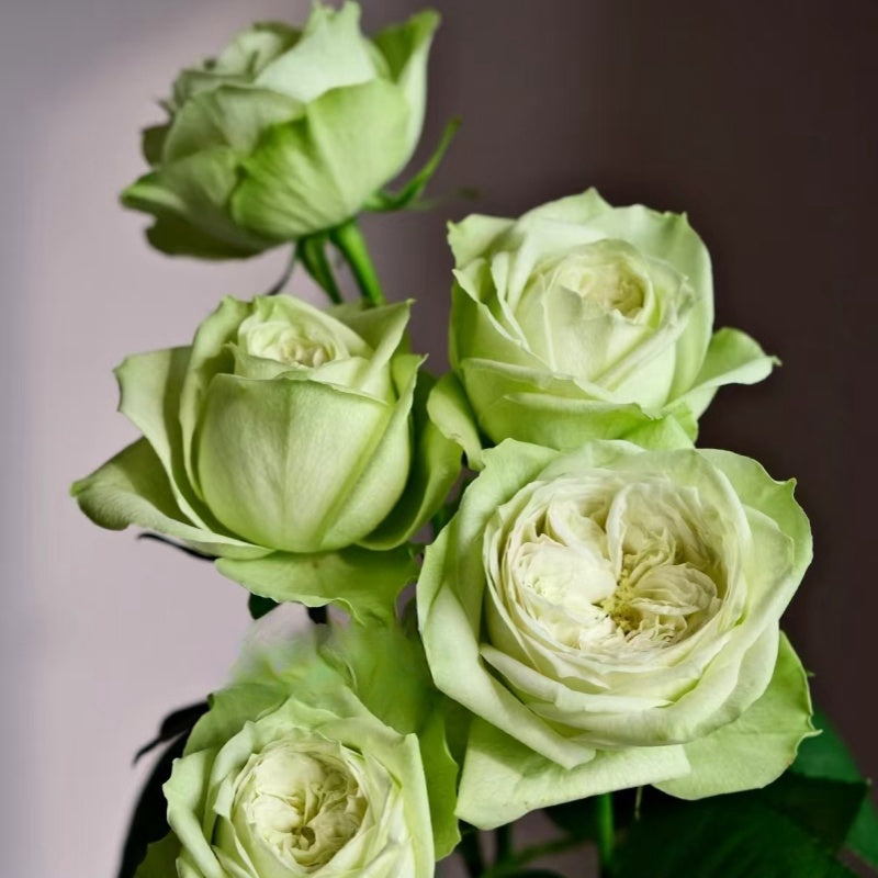 Goat Green Rose