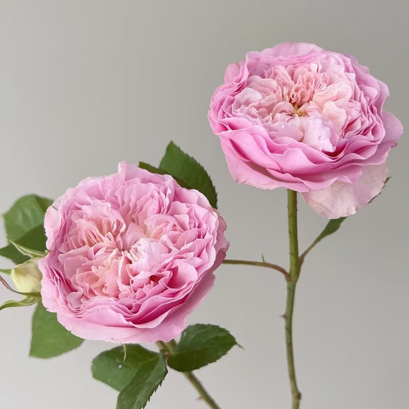 Rosalind Rose