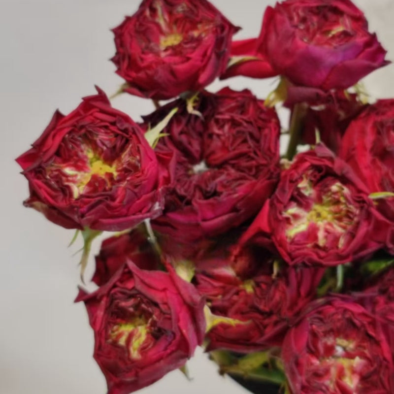 Frozen Summerhouse Rose