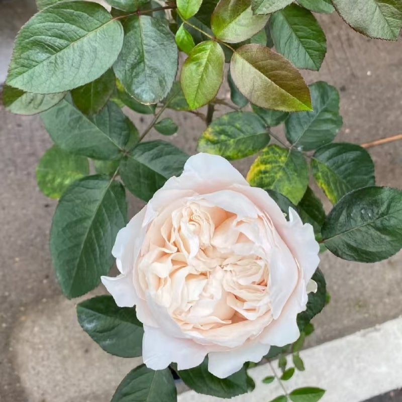 All Four Pure Rose