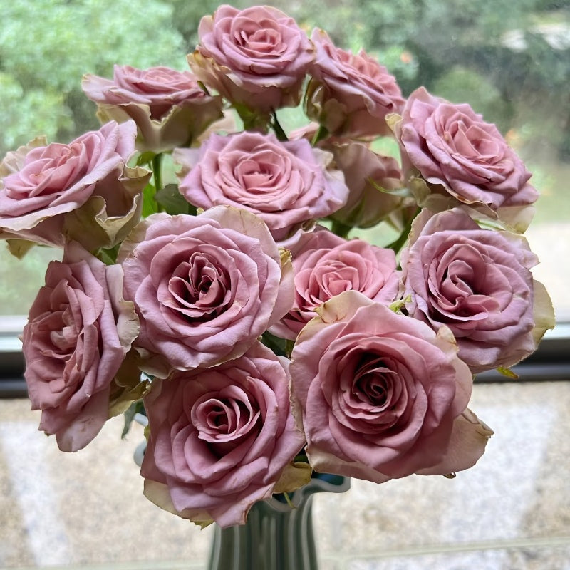 Amnesia Rose