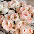 Sweet Diamond Rose