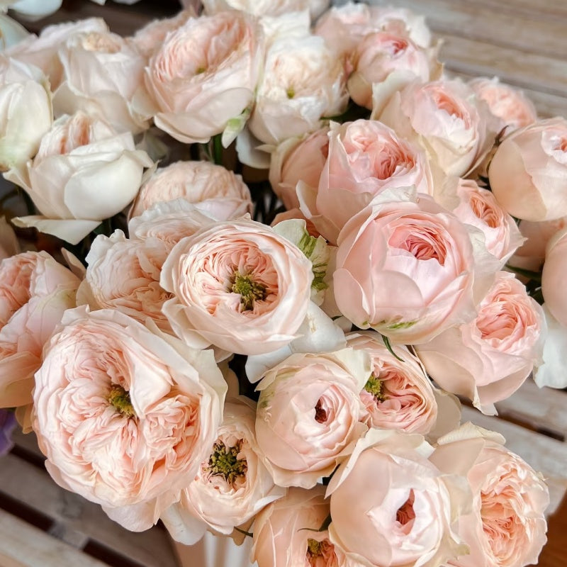 Sweet Diamond Rose