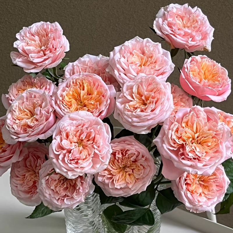 Notting Hill Rose