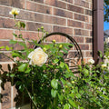 Claire Austin Rose