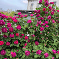 Roger Lambelin Rose