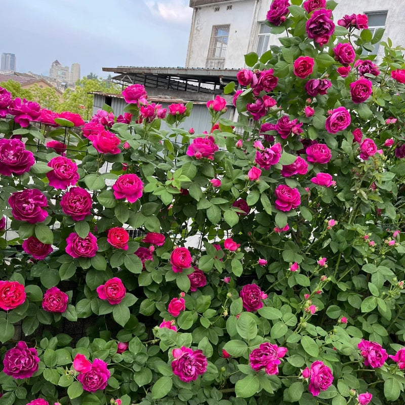 Roger Lambelin Rose