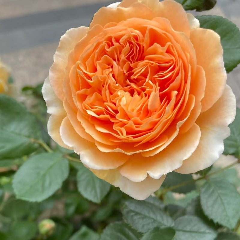 Crown Princess Margareta Rose