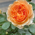 Crown Princess Margareta Rose